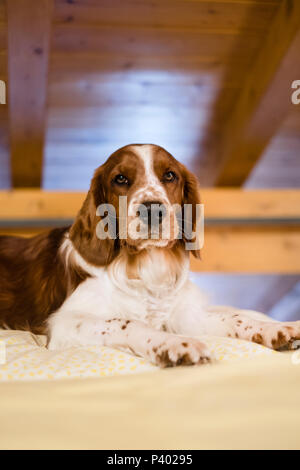 Ritratto di giovane carino Welsh Springer Spaniel cane in appoggio su un letto in legno del tetto in pannelli Foto Stock