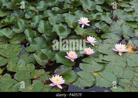 ISTANBUL, Turchia - 29 maggio : Water Lilies fioritura presso il Palazzo Dolmabache e Museo di Istanbul Turchia il 29 maggio 2018 Foto Stock