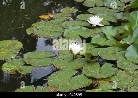 ISTANBUL, Turchia - 29 maggio : Water Lilies fioritura presso il Palazzo Dolmabache e Museo di Istanbul Turchia il 29 maggio 2018 Foto Stock