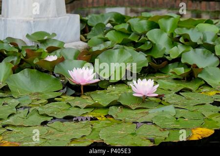 ISTANBUL, Turchia - 29 maggio : Water Lilies fioritura presso il Palazzo Dolmabache e Museo di Istanbul Turchia il 29 maggio 2018 Foto Stock