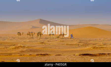 Un uomo alla guida di un cammello in treno attraverso il Marocco Sahara Deserto vicino Chegagga Foto Stock