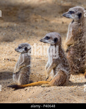 Snello-tailed meerkat Suricata suricatta per adulti e giovani Foto Stock