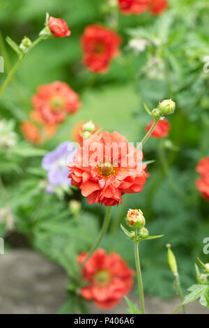 Vivacemente colorato Geums all'inizio dell'estate. Foto Stock