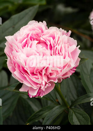 Fortemente raddoppiato fragranti fiori rosa di inizio estate fiore peonia erbacea, Paeonia lactiflora 'Sarah Bernhardt' Foto Stock