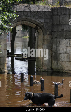 L'acqua di allagamento proveniente attraverso i resti delle mura della città dal fiume Ouse in York, North Yorkshire durante il 2012 inondazioni. Foto Stock