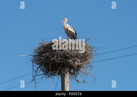Cicogna bianca nido nella parte superiore del polo elettrico nel villaggio ucraino Foto Stock