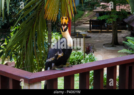 Questo maschio unbashful grande hornbill (Buceros simum) su un corrimano in legno sta cercando la fotocamera con la sua distinta aperta e fare un sacco di rumore. Foto Stock