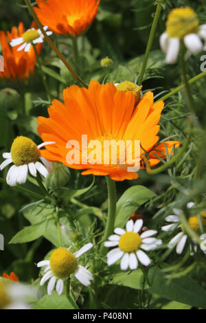 In estate i fiori selvatici. Il bel fiore di arancia della Calendula circondato da dolce bianco fiori di camomilla. Foto Stock