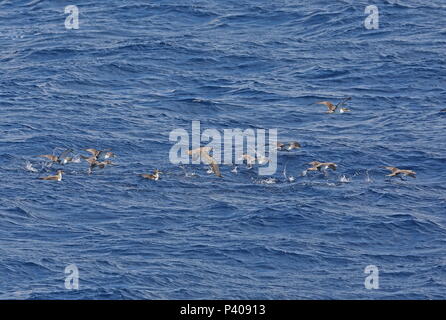 La Berta Maggiore (Calonectris borealis) zattera di uccelli a riposo sul mare alcuni decollare Isole Canarie, Oceano Atlantico possono Foto Stock