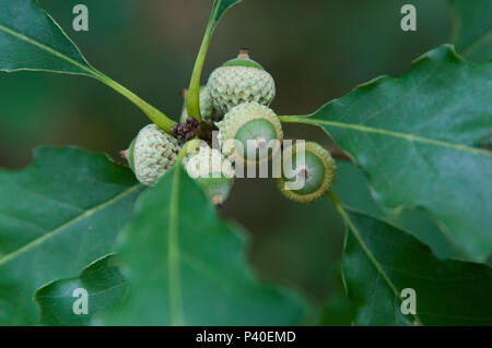 Oak tree foglie e ghiande Foto Stock