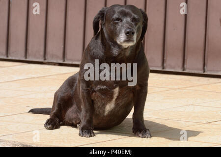 Cachorro sem raça definida 'srd' na este idosa. Foto Stock