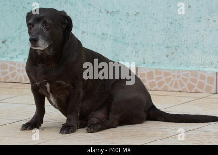 Cachorro sem raça definida 'srd' na este idosa. Foto Stock