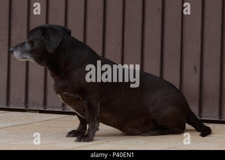 Cachorro sem raça definida 'srd' na este idosa. Foto Stock