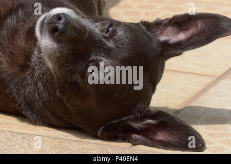 Cachorro sem raça definida 'srd' na este idosa. Foto Stock