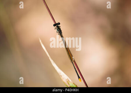 Oro Damselfly coda (Allocnemis leucosticta) su erba sottile stelo Foto Stock