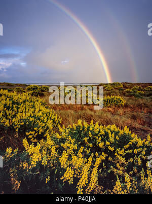 Doppio Arcobaleno, boccola gialla, lupino Lupinus arboreus, vongola Beach, Little River State Beach, Humboldt County, California Foto Stock