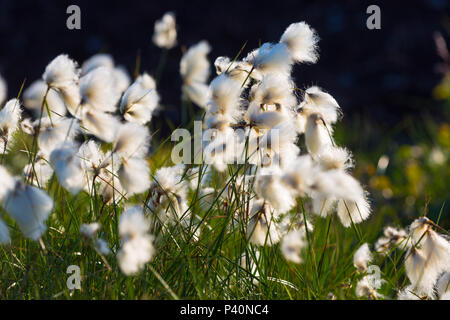 Il cotone l'erba cresce nell'area della torbiera intorno Geeste, Bassa Sassonia, Germania. Foto Stock