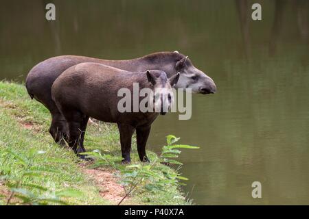 Antas Tapirus terrestris anta anta-brasileira anta-gameleira anta-sapateira anta comum fauna animale Natureza Foto Stock