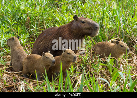 Pin de Nanci leite em Pantanal  Capivara, Capivara desenho, Capivaras