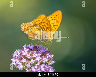 Silver-washed fritillary (Argynnis paphia) is a common and variable butterfly found over much of the Palaearctic ecozone. Perched on flower of Oregano Foto Stock