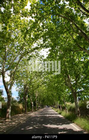 Viale di platani (Platanus) in Provenza Foto Stock