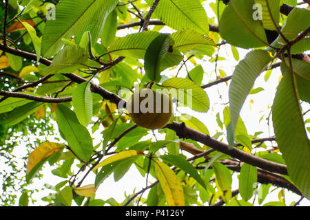 Com 10 árvores na Cidade Universitária, em São Paulo, Indiana Índica é conhecida cientificamente como Azadirachta indica, é uma árvore do sudeste da Asia e do subcontinente indiano. É uma árvore de clima tropicale, que pode ser cultivada em regiões quentes e assoli drenados bem; ela é resistente à seca, tem rápido crescimento, copa densa e pode até alcançar 20m de altura. Foto Stock