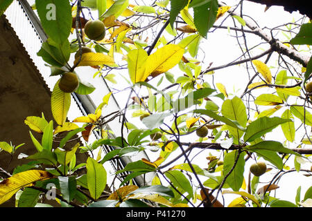 Com 10 árvores na Cidade Universitária, em São Paulo, Indiana Índica é conhecida cientificamente como Azadirachta indica, é uma árvore do sudeste da Asia e do subcontinente indiano. É uma árvore de clima tropicale, que pode ser cultivada em regiões quentes e assoli drenados bem; ela é resistente à seca, tem rápido crescimento, copa densa e pode até alcançar 20m de altura. Foto Stock