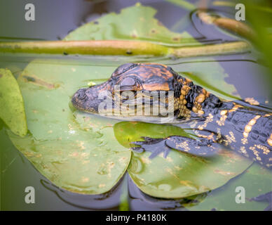 Il coccodrillo americano Baby -(Alligator mississippiensis) giacente su un giglio pad in una palude in Everglades della Florida. Foto Stock