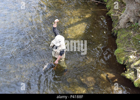 Un pescatore di cattura di trota di fiume di Davidson in Pisgah National Forest. Foto Stock