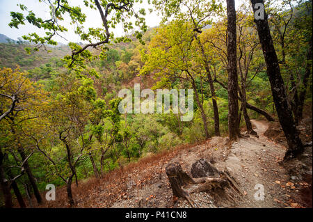 Una fitta foresta a valle Nandhour, Kumaon Hills, Uttarakhand, India Foto Stock