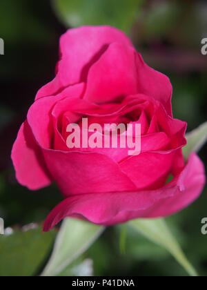 Fioritura bocciolo di una rosa rossa. Fiore che sboccia su una boccola. Petali di colore rosso. Close up. Foto Stock