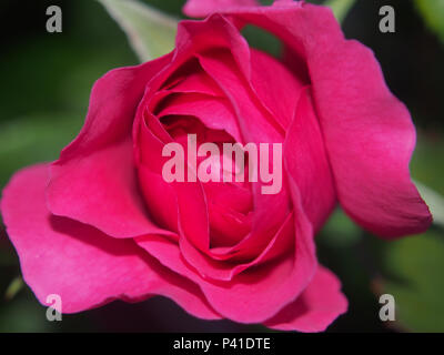 Fioritura bocciolo di una rosa rossa. Fiore che sboccia su una boccola. Petali di colore rosso. Close up. Foto Stock