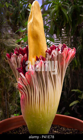 Il raro fiore del cadavere in fiore, famoso poichè fiorisce raramente e per esso è odore puzzolente, di carne che decomporsi, anche conosciuto come l'arum del titan dall'Indonesia Foto Stock