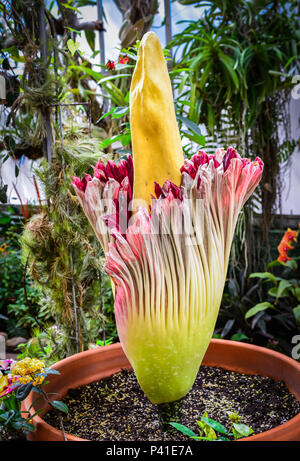 Il cadavere di raro fiore in fiore, famoso come raramente fiorisce e per la sua maleodorante marciume carne odore, noto anche come il titan arum dall Indonesia Foto Stock