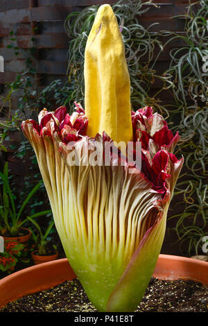 Il cadavere di raro fiore in fiore, famoso come raramente fiorisce e per t di puzzolente putrefazione carne odore, noto anche come il titan arum dall Indonesia Foto Stock
