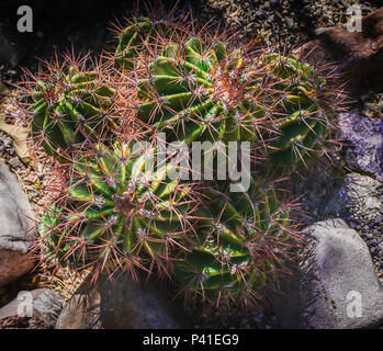 Colorato Ferocactus lpringlei cactii è una specie di canna cactus, nativo di messico e sport feroce pungenti spine rosa Foto Stock