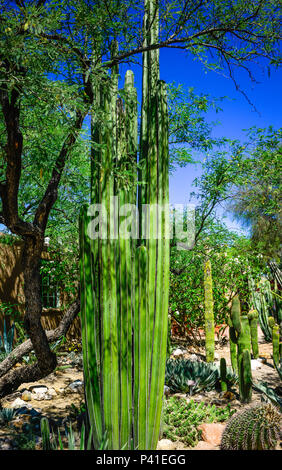 Una scena del deserto del Saguaro e barrel cactus lungo con alte colonne in stile post cactus noto come il messicano del palo da recinzione Foto Stock