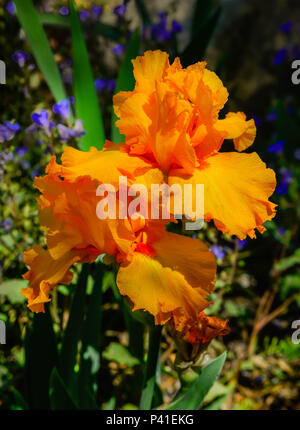 Un singolo vivido arancione intensa Iris barbuto fiorisce in un giardino esterno Foto Stock