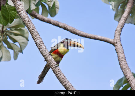 Estrada Parque - Corumbá - MS Araçari-castanho Pteroglossus castanotis Chestnut-eared Aracari ave Fauna Pantanal Natureza Estrada Parque Corumbá Mato Grosso do Brasil Centro Oeste Araçari-castanho Pteroglossus castanotis Chestnut-eared Aracari ave Fauna Pantanal Natureza Estrada Parque Corumbá Mato Grosso do Brasil Centro Oeste Foto Stock