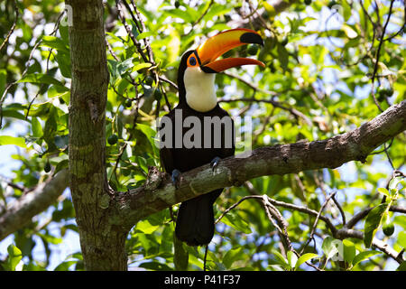 Rio do Peixe - Bonito - Mato Grosso do Sul Foto Stock