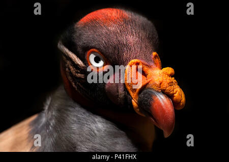 Urubu-rei corvo-branco urubu-real urubu-branco urubutinga urubu-rubixá urubu-preto-e-branco iriburubix Sarcoramphus papa King Vulture ave Natureza Fauna Foto Stock