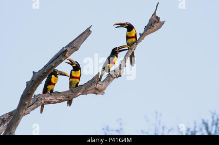 Fazenda Pouso Alegre - Poconé MT Araçari-castanho Pteroglossus castanotis Chestnut-eared Aracari ave Pantanal Norte Fauna Natureza Mato Grosso centro Oeste Brasil Araçari-castanho Pteroglossus castanotis Chestnut-eared Aracari ave Pantanal Norte Fauna Natureza Mato Grosso centro Oeste Brasil Foto Stock