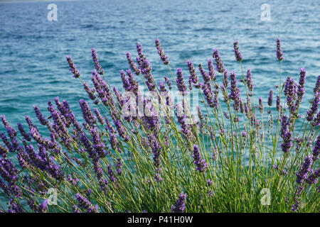 Bella vicino la boccola di lavanda con fiori viola sul mare Adriatico costa in Croazia Foto Stock