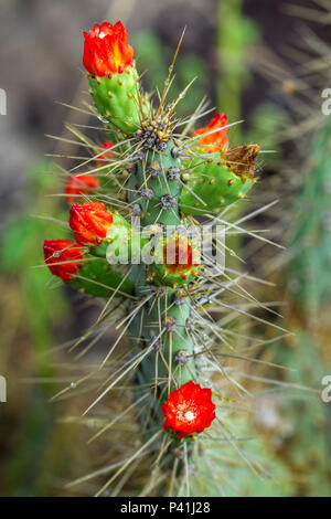 Paulo Afonso BA Quipá Tacinga inamoena cacto rasteiro cactácea caatinga raso da Catarina Sertão baiano Paulo Afonso Bahia Nordeste brasile Flora Natureza Botânica Planta Foto Stock
