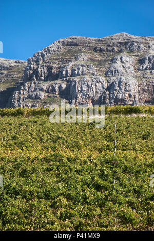 Viti crescono su Wine Estates sotto Table Mountain, nel sobborgo di Constantia, Cape Town, Sud Africa. Foto Stock