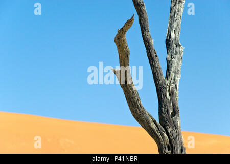 Antichi alberi morti stand sulle saline accanto alle dune di sabbia rossa al Sossusvlei, all'interno del Parco Namib-Naukluft, un sito del Patrimonio Mondiale in Namibia. Foto Stock