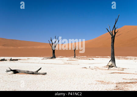 Antichi alberi morti stand sulle saline accanto alle dune di sabbia rossa al Sossusvlei, all'interno del Parco Namib-Naukluft, un sito del Patrimonio Mondiale in Namibia. Foto Stock