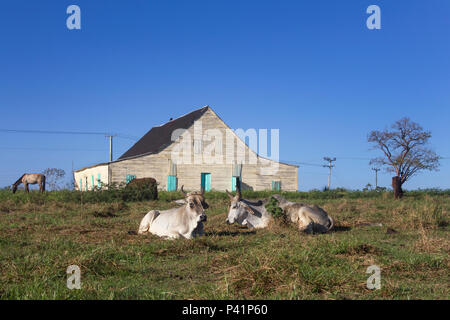 Tabacco tipica casa di indurimento a Pinar del Rio Cuba. cavalli e una coppia di buoi, animali molto usato nella vita quotidiana e di lavoro in piantagioni di tabacco. Foto Stock