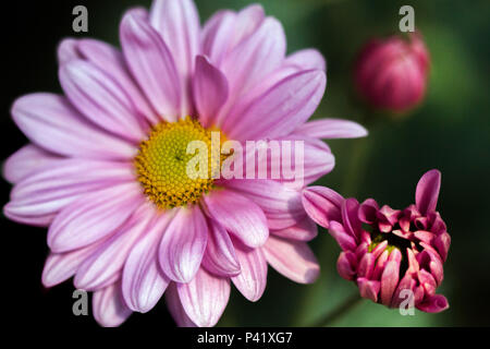 Holambra - SP Margarida Margarida Rosa Flor Fauna Natureza Holambra Estado de São Paulo Brasil São Paulo Sudeste Jardim Flores Planta Botânica cor rosa botão jardinagem paisagismo Foto Stock