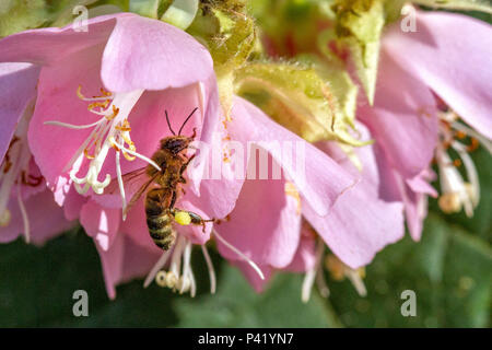 Embu das Artes - SP Abelha Polinização transporte de pólen Astrapéia Dombeya wallichii Astrapéia Astrapéia-rosa Dombéia Flor-de-abelha inseto Fauna Flora Natureza Embu das Artes Brasil Foto Stock